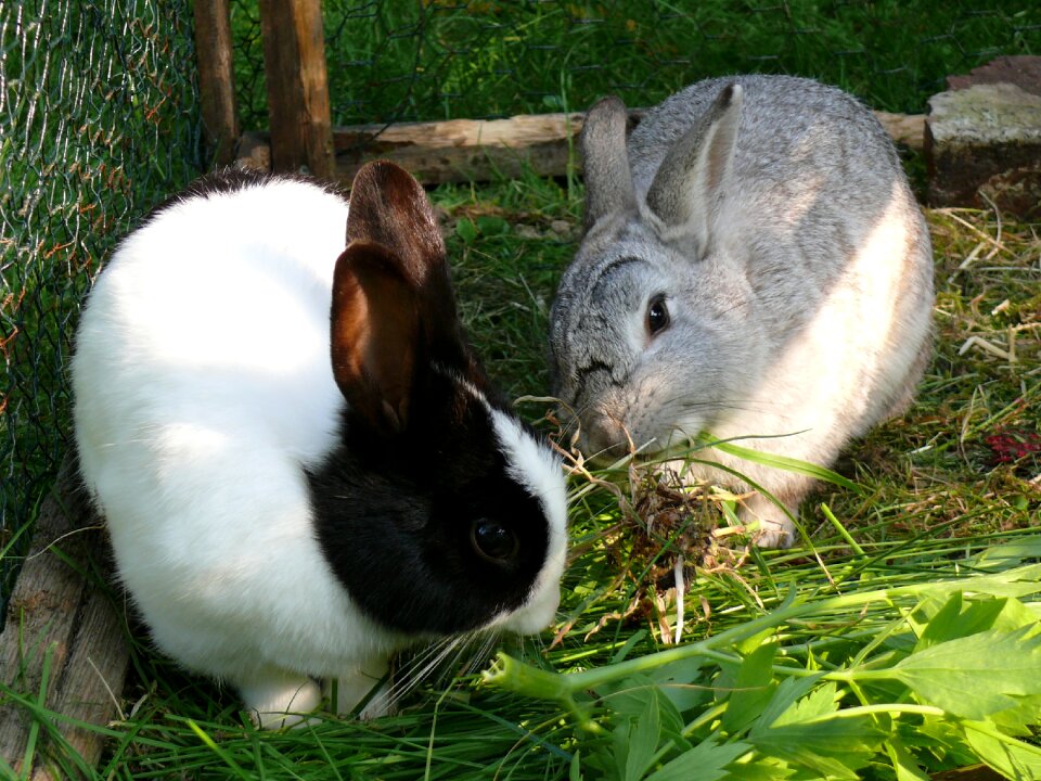 Animal cute ear photo