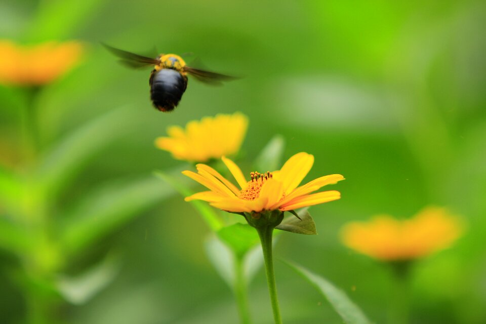 Flowers animal plant