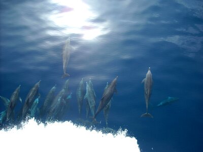 Fish wildlife