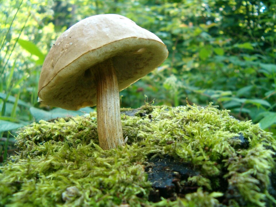 Mushroom nature forest