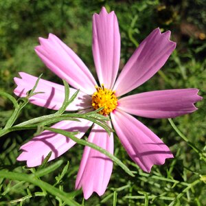 Greens flower bed nature photo