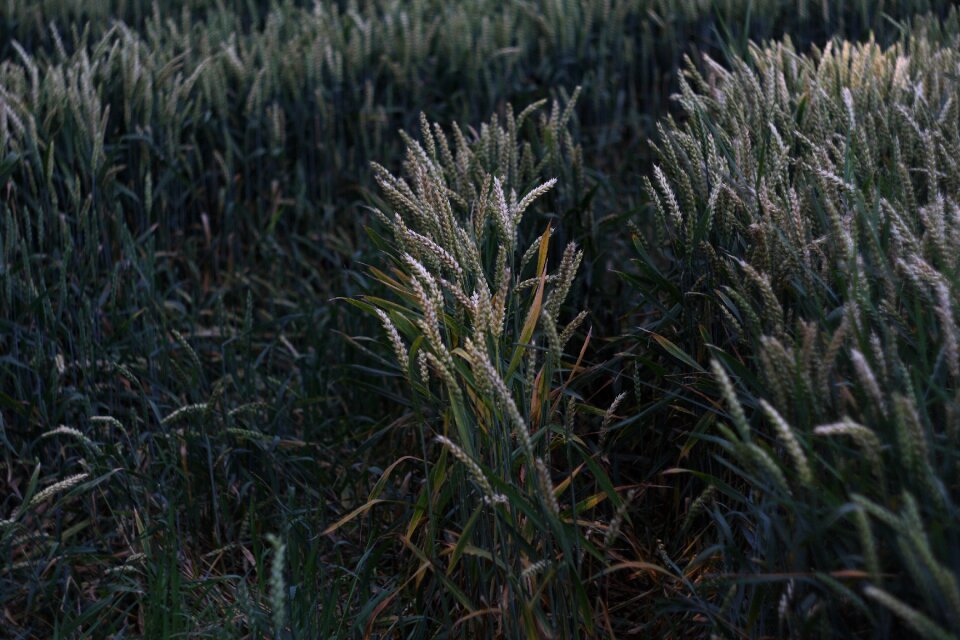 Corn fief aftermath