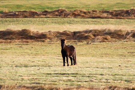 Pasture pony grass