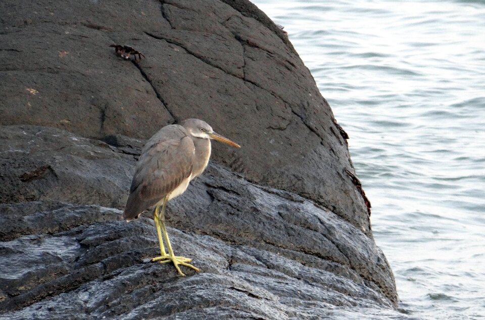Egretta gularis wader beach