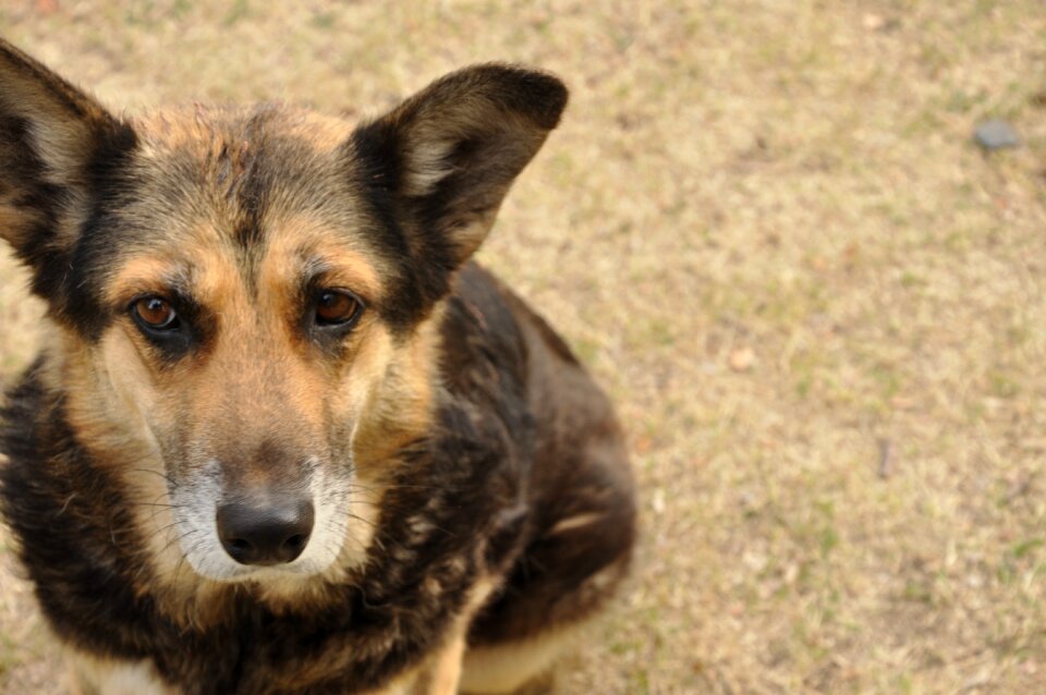 Portrait male profile dog