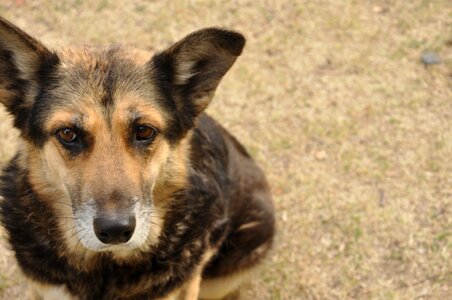 Portrait male profile dog