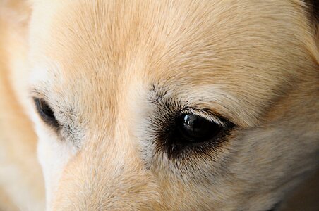 Eye canidae animal photo