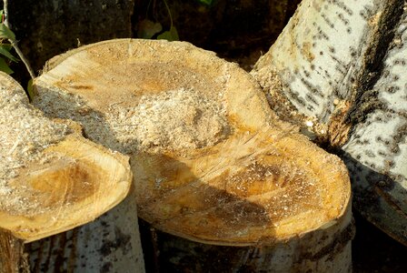 Cup plane tree sawdust