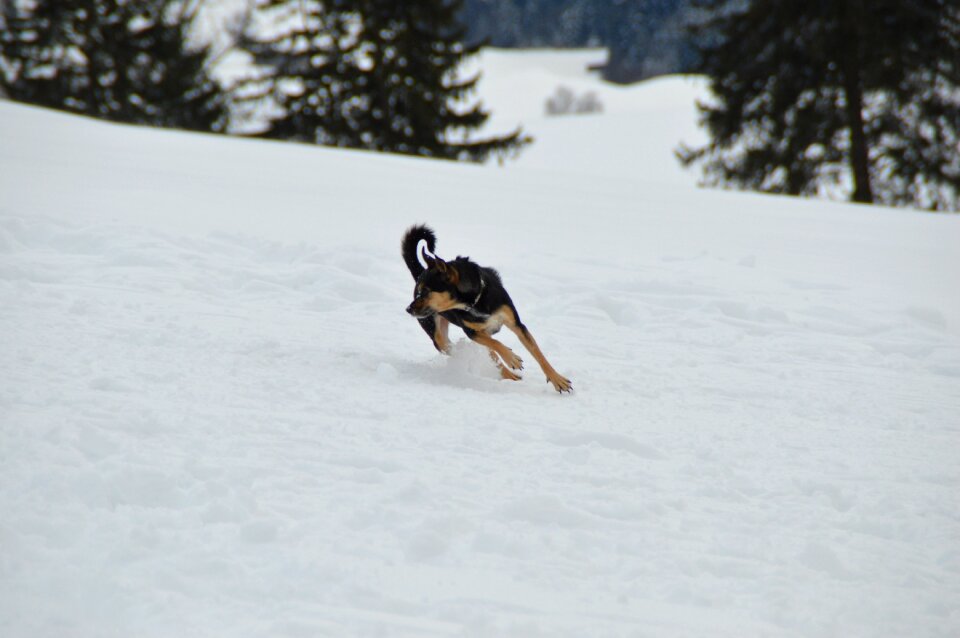 Dog terrier race