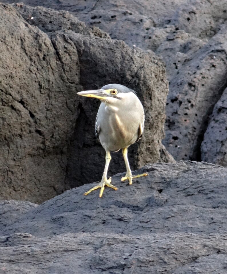 Striated heron butorides striata mangrove heron