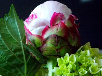 Pink floral spring