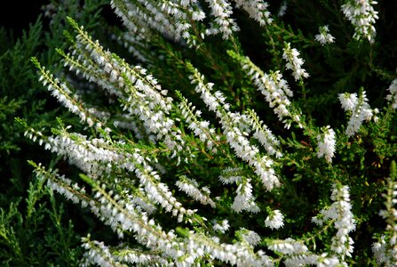 Coniferous the plot plant
