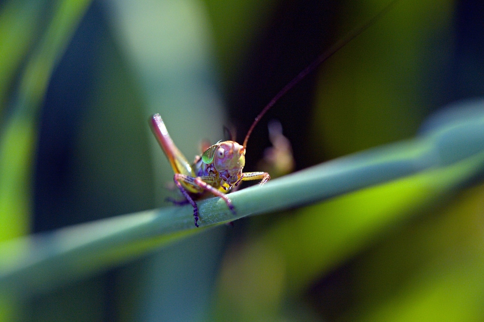 Bug nature wildlife