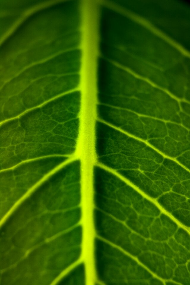Green leaf plant leaf veins