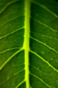 Green leaf plant leaf veins photo
