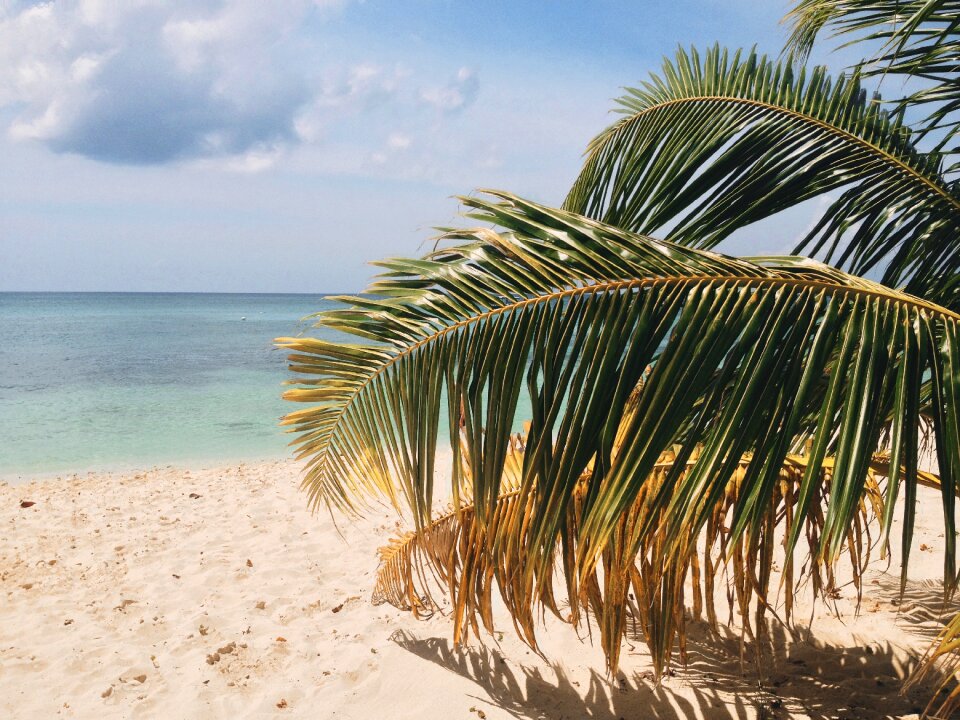 Palm tree tropical photo