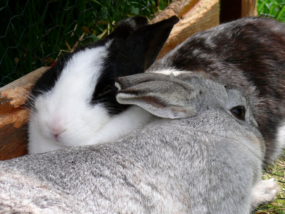 Long eared nager rodent