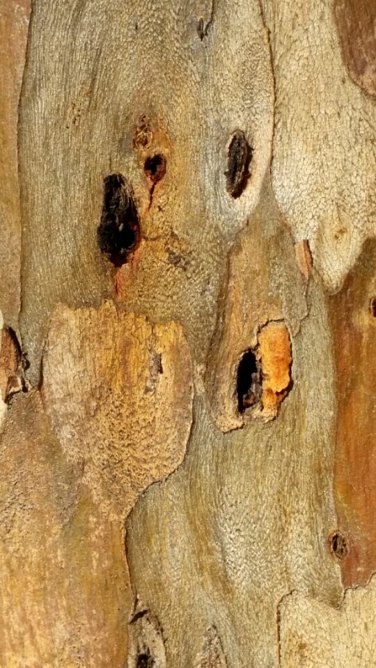 Brown pattern nature