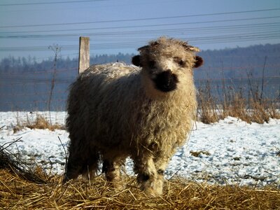 Winter wool sweet photo