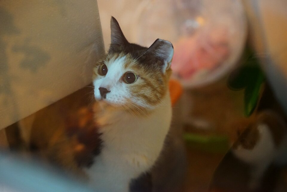 Cat animal shelter stare