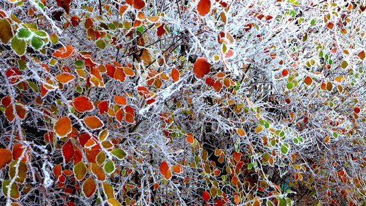 Colored frozen