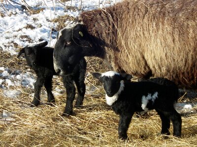 Wool lamb children photo