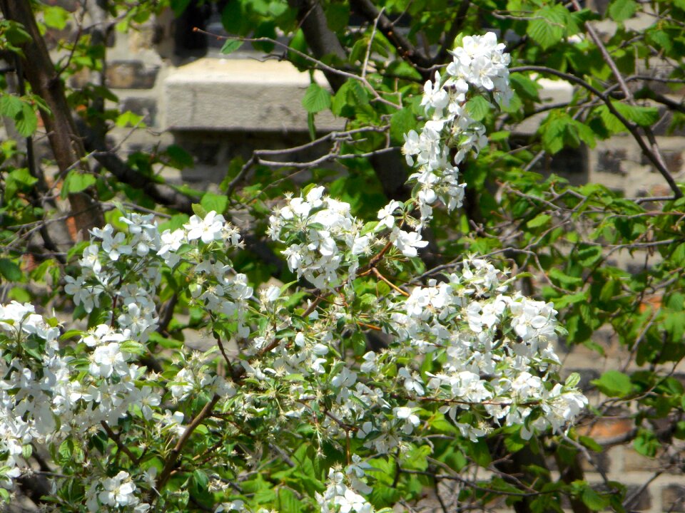 Nature scenery spring