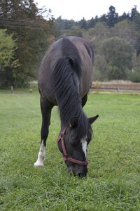 Pasture land catwalk bridle