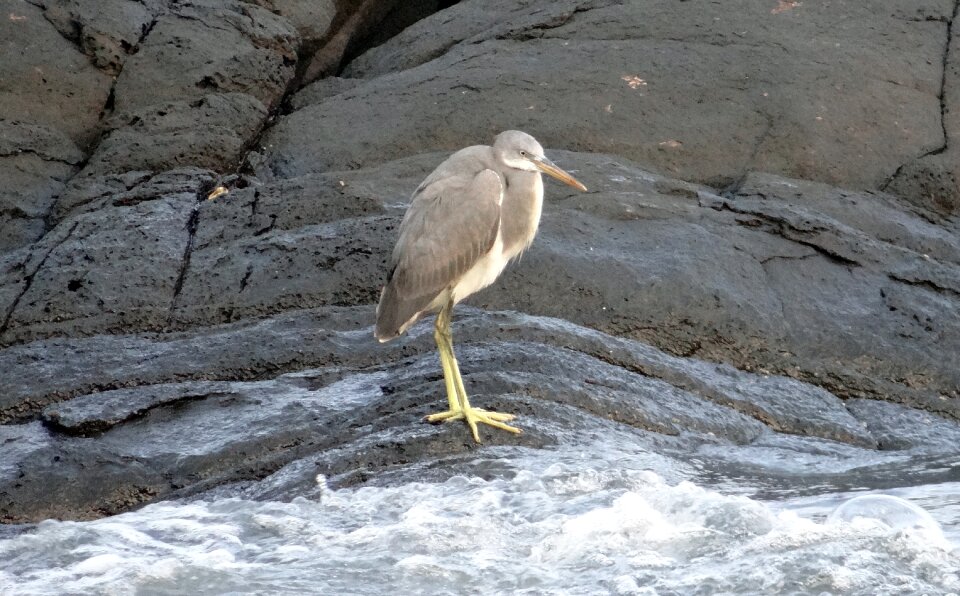 Egretta gularis wader beach photo