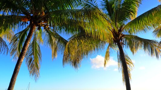 Coconut tree summer mauritius photo