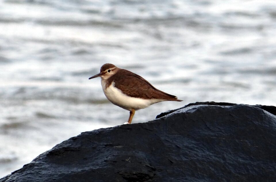 Sandpiper wader sea