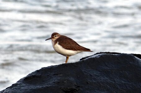 Sandpiper wader sea photo