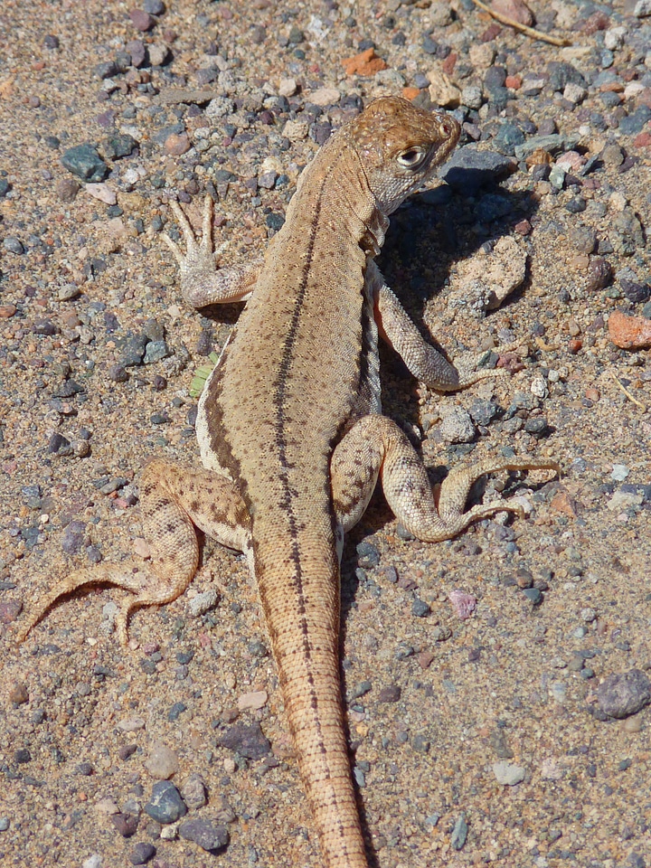 Lizard animal creature