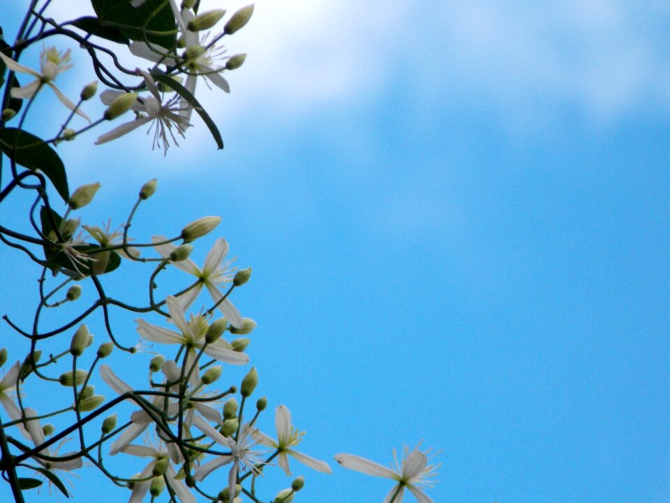 Flowers nature scene