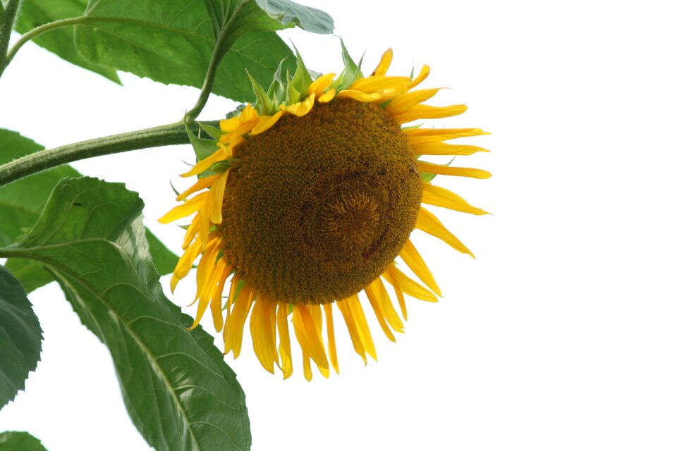Summer yellow nature
