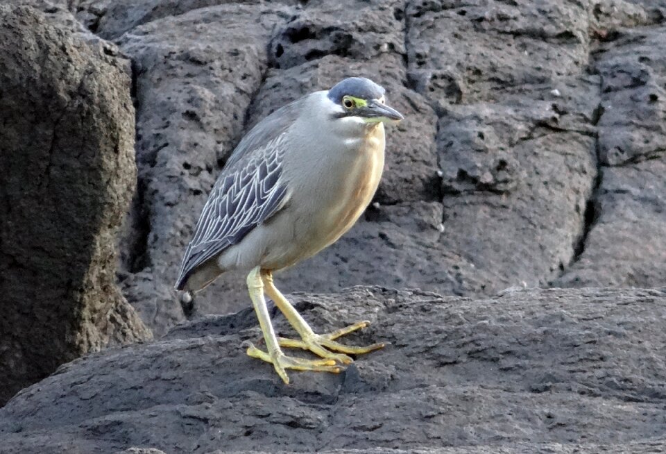 Striated heron butorides striata mangrove heron