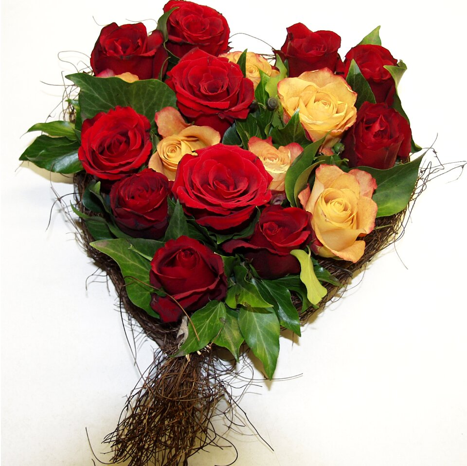 Bloom red rose bloom
