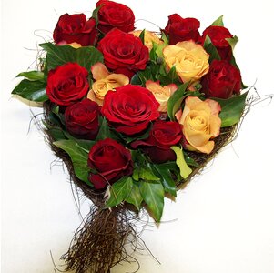 Bloom red rose bloom