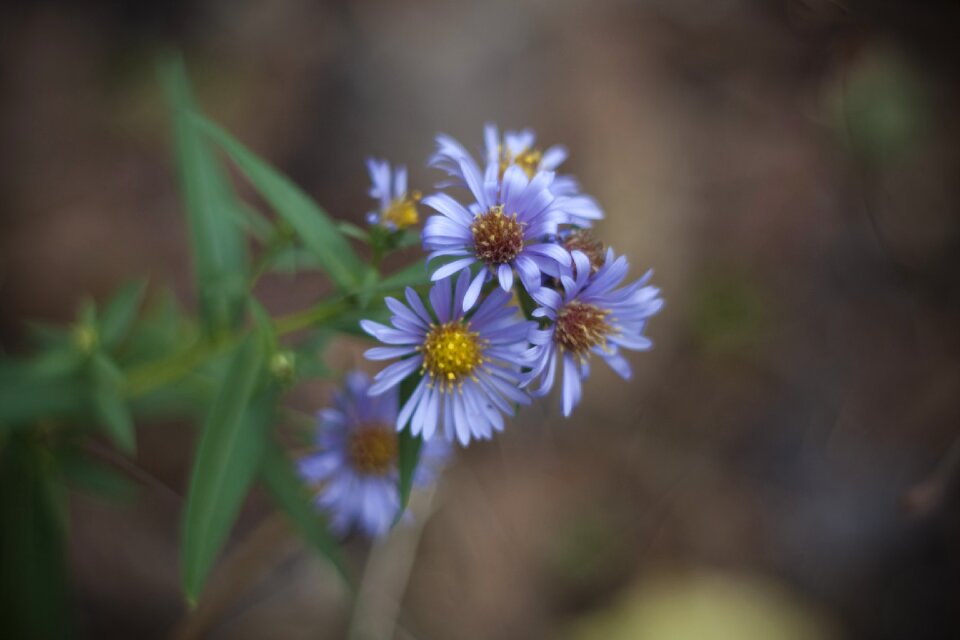 Closeup macro detail of