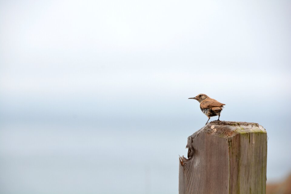 Wildlife natural outdoors
