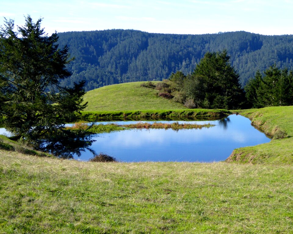 Blue meadow outdoor