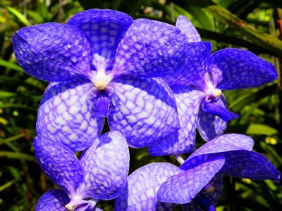 Orchid flowers blue purple flower photo