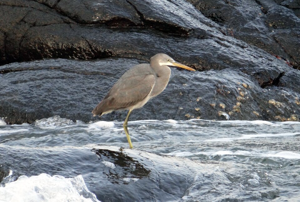 Egretta gularis wader beach