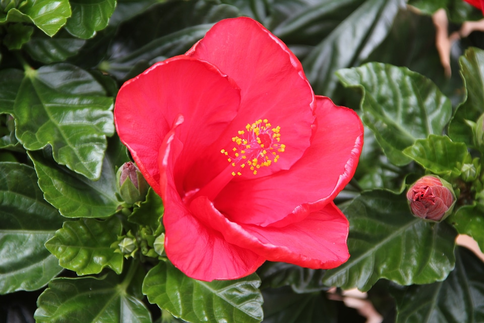 Bloom hibiscus flowers
