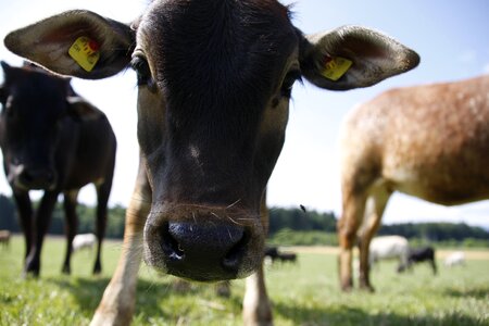Zebu cow pasture photo