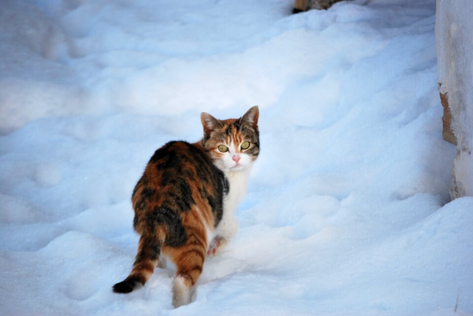 Cat snow winter