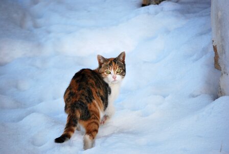Cat snow winter photo