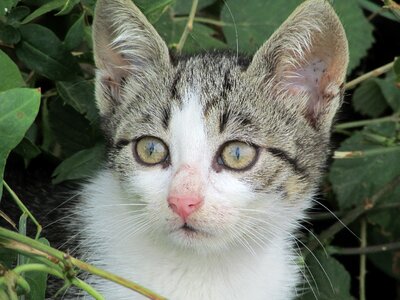 Kitten cat bush photo