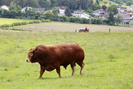 Beef limousin meat breeds photo