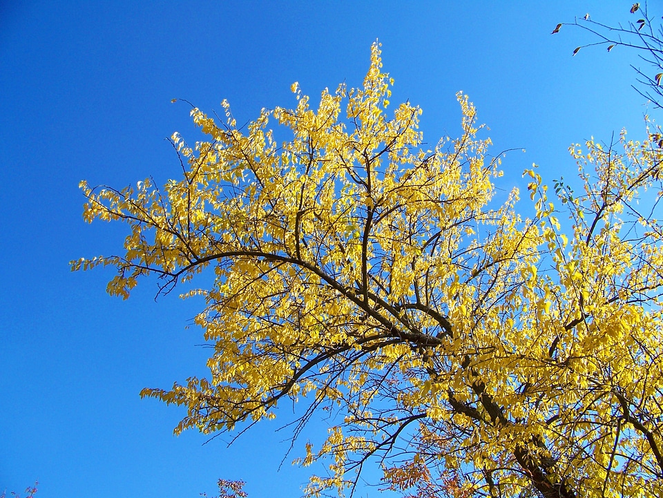 Trees yellow blue photo